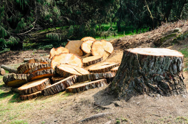 How Our Tree Care Process Works  in  Lake Carmel, NY